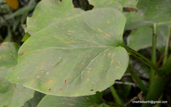 Cardiocrinum giganteum