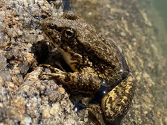Rana sierrae