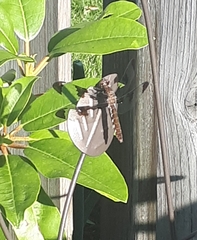 Plathemis lydia