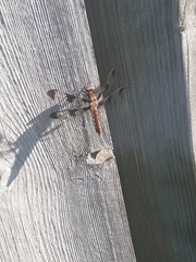 Plathemis lydia