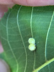 Caryomyia cilidolium