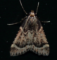 Aglossa cacamica