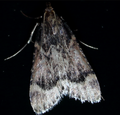 Aglossa cacamica