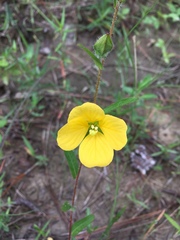 Ludwigia hirtella