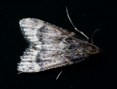 Aglossa cacamica