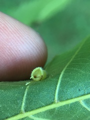 Caryomyia cilidolium