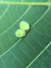 Caryomyia cilidolium