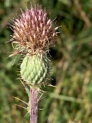 Cirsium hydrophilum hydrophilum
