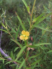 Ludwigia alternifolia