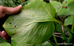 Cardiocrinum giganteum
