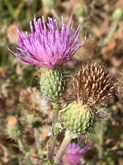 Cirsium hydrophilum hydrophilum