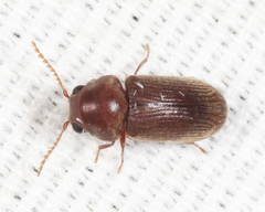 Euvrilletta harrisii