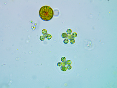 Coenococcus