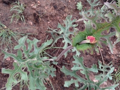 Psacalium radulifolium