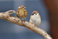 Passer montanus