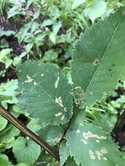 Stigmella apicialbella