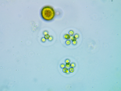 Coenococcus