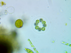 Coenococcus