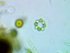 Coenococcus