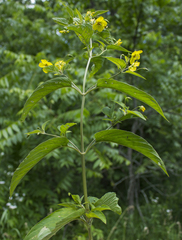 Lysimachia ciliata