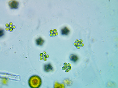 Coenococcus