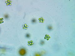 Coenococcus