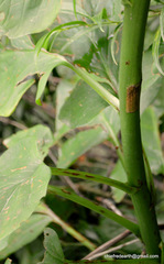 Cardiocrinum giganteum