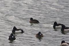 Aythya fuligula
