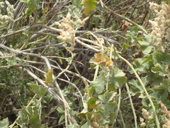 Malacothamnus orbiculatus