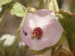 Malacothamnus orbiculatus