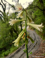 Cardiocrinum giganteum