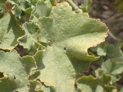 Malacothamnus orbiculatus