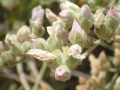 Malacothamnus orbiculatus