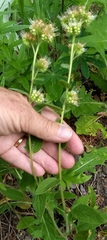 Phacelia mutabilis