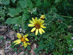 Berkheya debilis