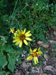 Berkheya debilis