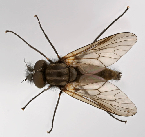 G nero Symphoromyia INaturalist Mexico