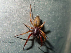 Trachelas volutus