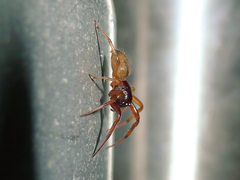 Trachelas volutus
