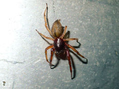 Trachelas volutus