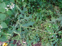 Berkheya debilis