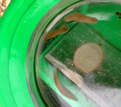 Continenticola