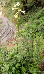 Cardiocrinum giganteum