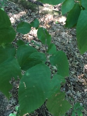 Caloptilia ostryaeella
