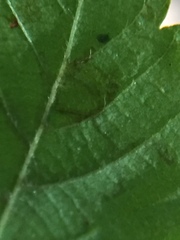 Caloptilia ostryaeella