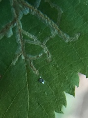 Caloptilia ostryaeella