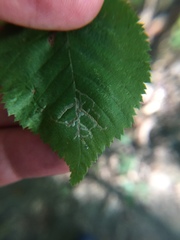 Caloptilia ostryaeella