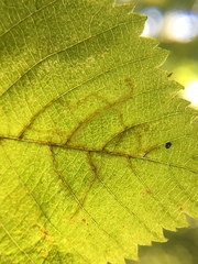 Caloptilia ostryaeella