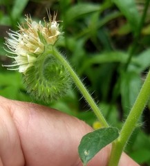 Phacelia mutabilis