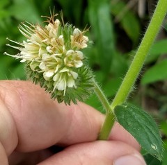 Phacelia mutabilis